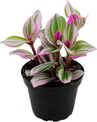 Tradescantia Nanouk 7cm