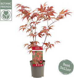 Σφένδαμος Palmatum Atropurpureum Ύψους 40εκ.