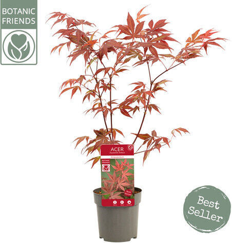 Σφένδαμος Palmatum Atropurpureum Ύψους 40εκ.