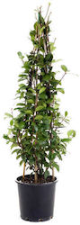 Trachelospermum Jasminoides 4lt