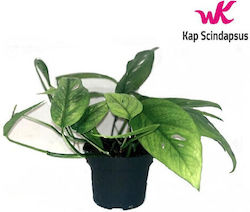Devil's Ivy Height 25cm