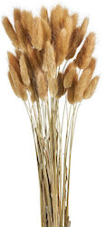 Αποξηραμένο Φυτό Bunny Tails