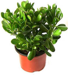 Crassula Височина 22см Ø12см