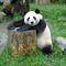pandatheasianbear