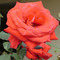 thanasis_aggelakis