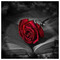 Fretsiou_Jo