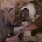 Andreas_Apostolopoulos1
