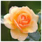 evelin.liakouri52