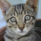 Tony_Kateris