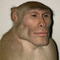 Stelioz