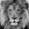 Ipsum_Leo