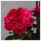 Dimitris_Brttz