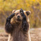 dennis_mpoliaris34