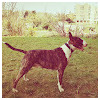 Toro_The Bull Terrier