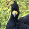 NFP_tsokaropapoutsi