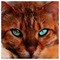 Laurence_Werrens