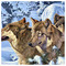 Dinos_Rhodes