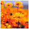 giannis_k48