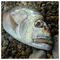 kalymnos_fishing