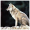 KOSTAS_MAYRONAS
