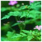 RANIA_rania28