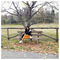 dimitra_triviza