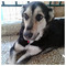 Billy_Pet
