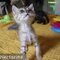 Nina_Koronaiou