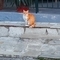 MarioCh