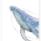 Humpback Whale