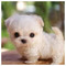 Asimina_Stafilidou