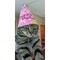 Giannis_Sifis