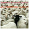 Kostas_Xanthopoulos49