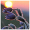 Marilena_Mygdalia