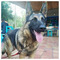 Sofoklis_Lazopoulakis