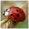 ELENI_VERIGOU5810