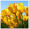Elisavet_F_9685