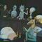 thenia_seb8926