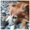 Alim_Chechenov