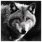 VICOUS_WOLF