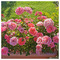 Andriana_Aristotelous