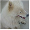 Raphael_marangos