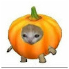 Kittigo