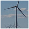 George_Mantis6243