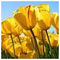 Giota_Pap_6268