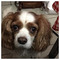 Shoshana_Ronen