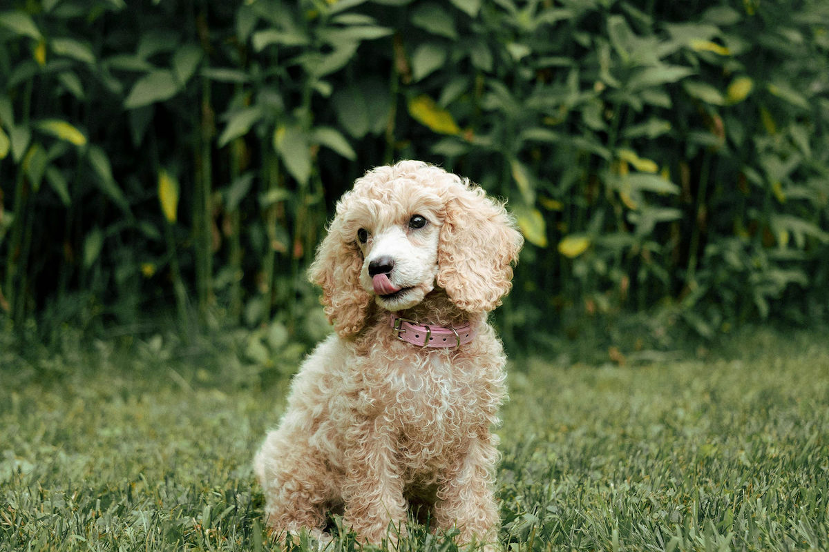 Hair Everywhere? 4 + 1 Tips to Reduce Your Dog's Shedding!