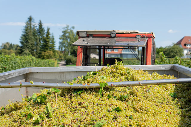 Buying Guide: Grape Crushers