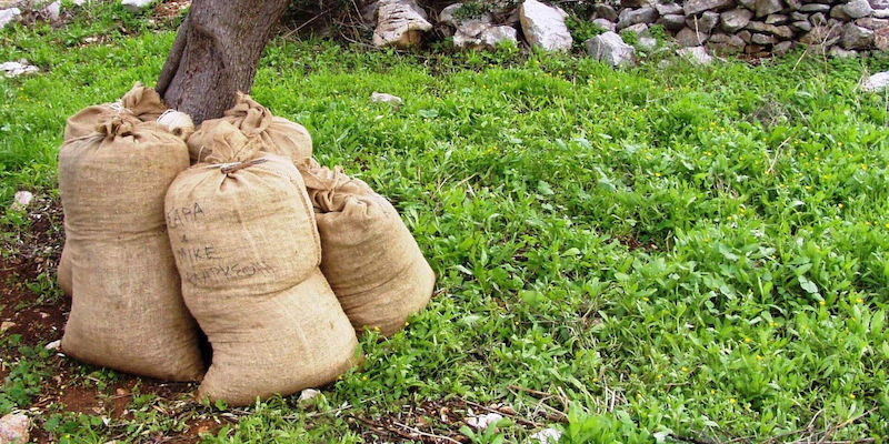 Πότε και πώς γίνεται το μάζεμα της ελιάς