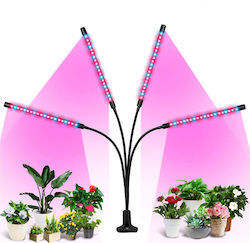 Wachstumslichter